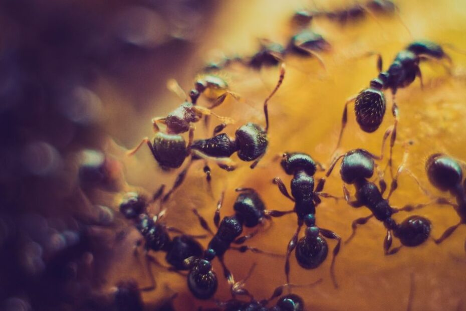 Close-up image of black ants gathered on a yellow surface, showcasing their intricate teamwork and collective activity.