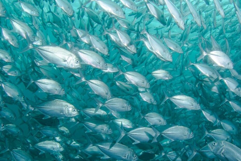 A large school of fish swimming together in the ocean.