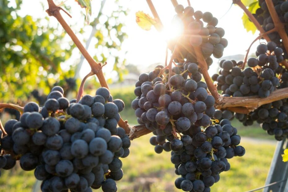 Clusters of ripe, dark purple grapes hanging from a vine in a sunlit vineyard.
